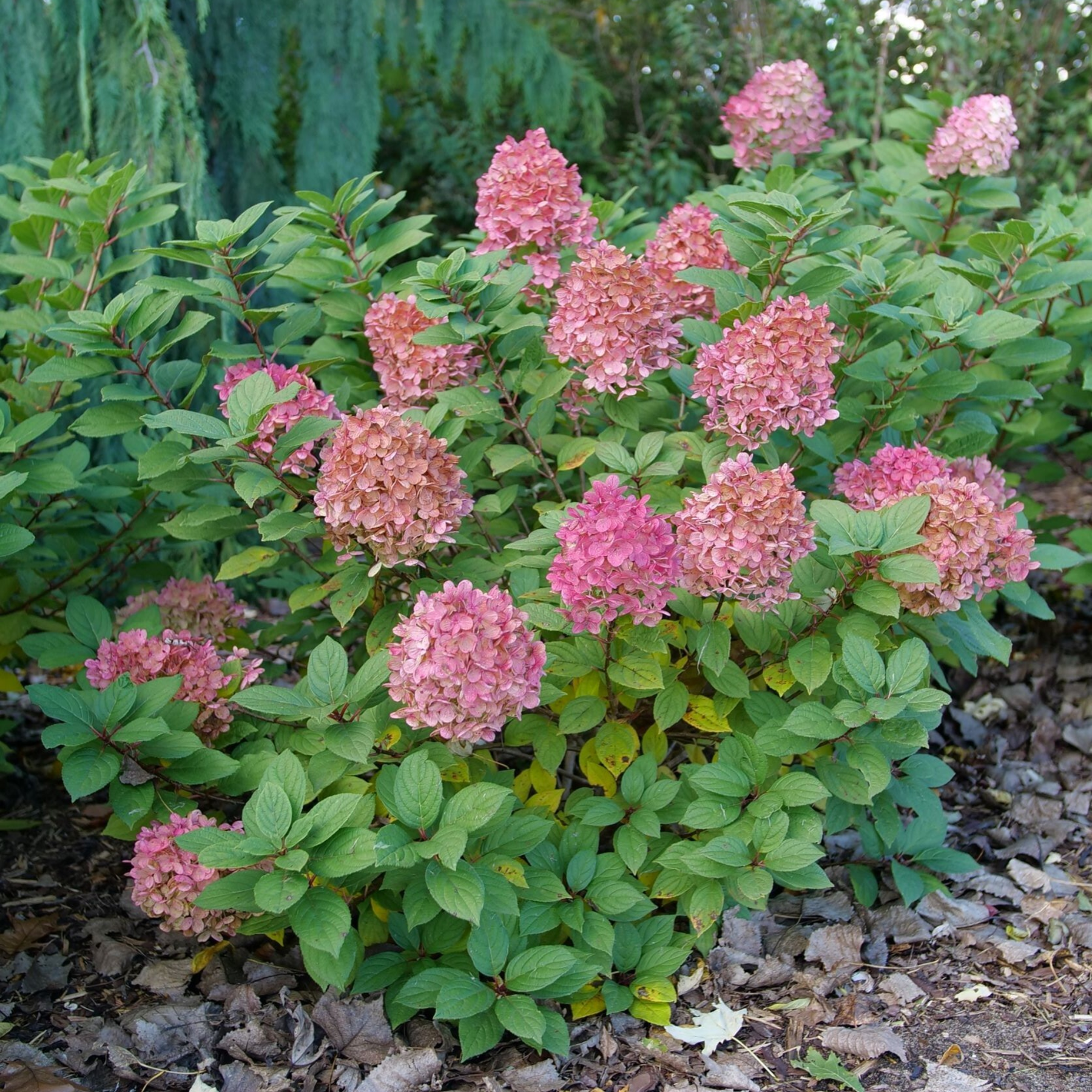 Panicle Hydrangea Little Lime Punch Proven Winners Shrubs panicle-hydrangea-little-lime-punch-proven-winners-shrubs