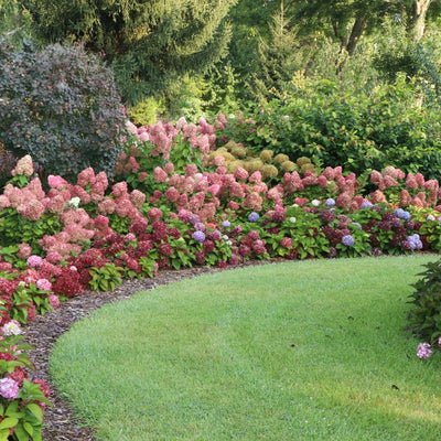 Little Lime Punch Little Lime Punch Panicle Hydrangea in use.