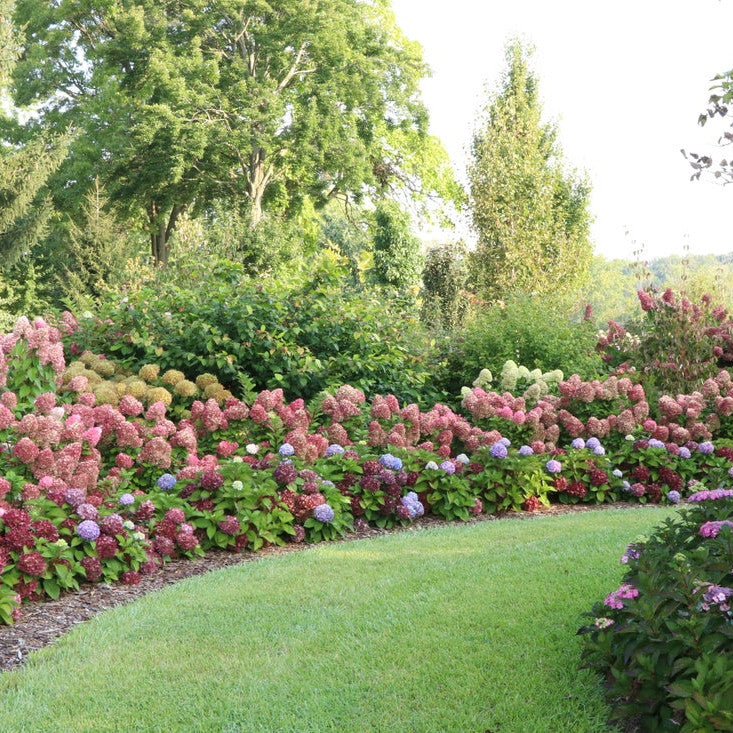 Little Lime Punch Little Lime Punch Panicle Hydrangea in use.