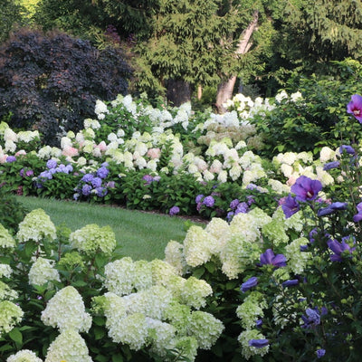 Little Lime Punch Little Lime Punch Panicle Hydrangea in use.