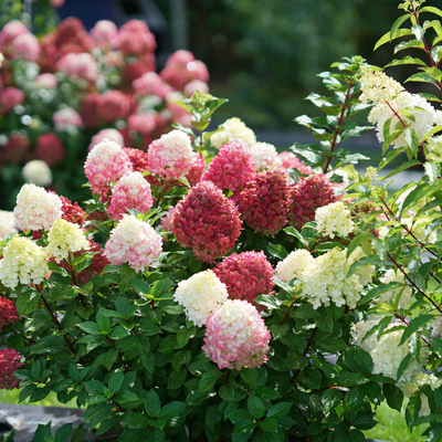 Little Lime Punch Little Lime Punch Panicle Hydrangea in use.