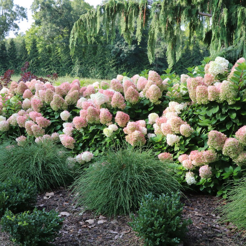 Little Lime Punch® Panicle Hydrangea (Hydrangea paniculata)