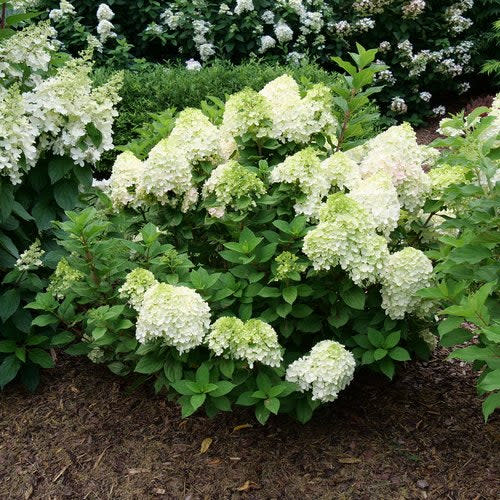 Little Lime Punch Panicle Hydrangea in use.