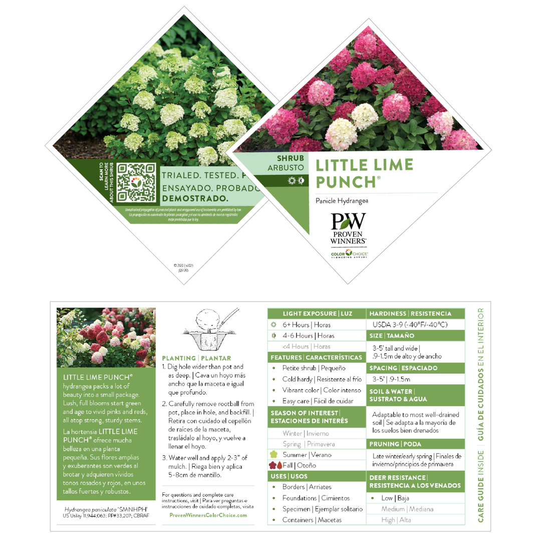 Panicle Hydrangea | Little Lime Punch® | Proven Winners® Shrubs