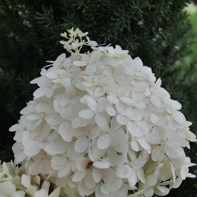 Puffer Fish Puffer Fish Panicle Hydrangea up close.