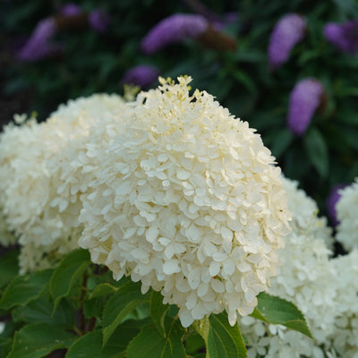 Puffer Fish Puffer Fish Panicle Hydrangea up close.