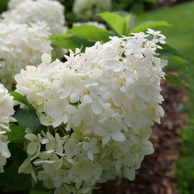 Puffer Fish Puffer Fish Panicle Hydrangea up close.