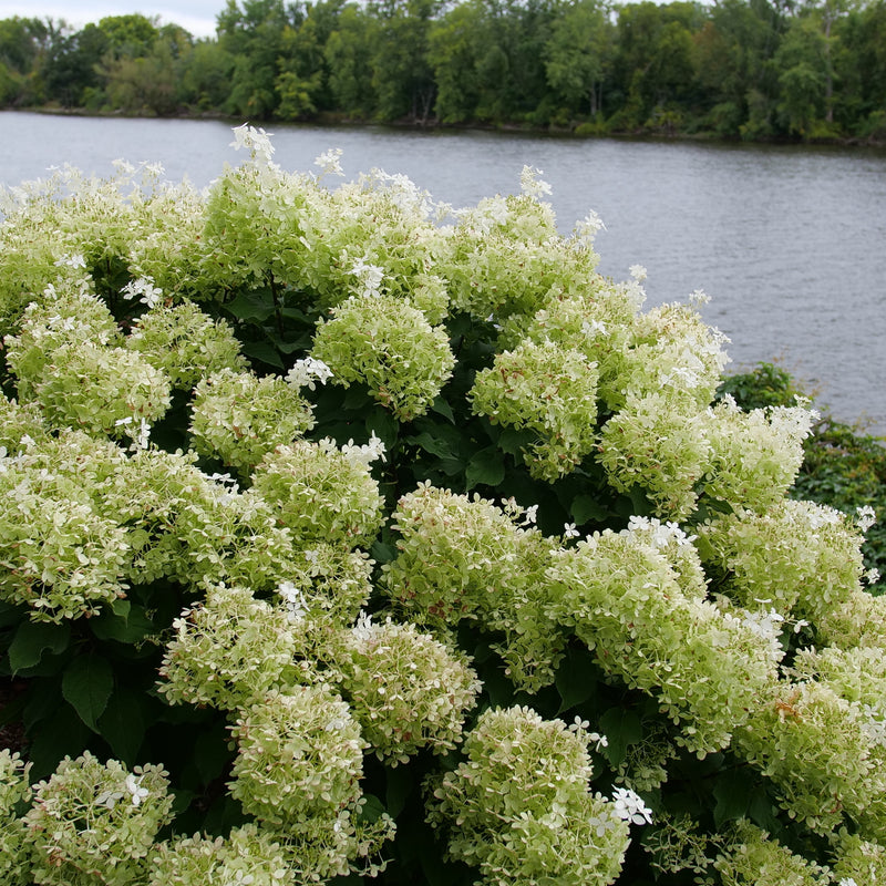 Puffer Fish Puffer Fish Panicle Hydrangea in focus.