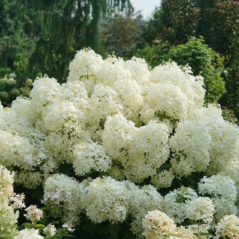 Puffer Fish Puffer Fish Panicle Hydrangea in focus.