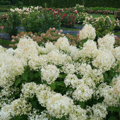 Puffer Fish Puffer Fish Panicle Hydrangea in use.