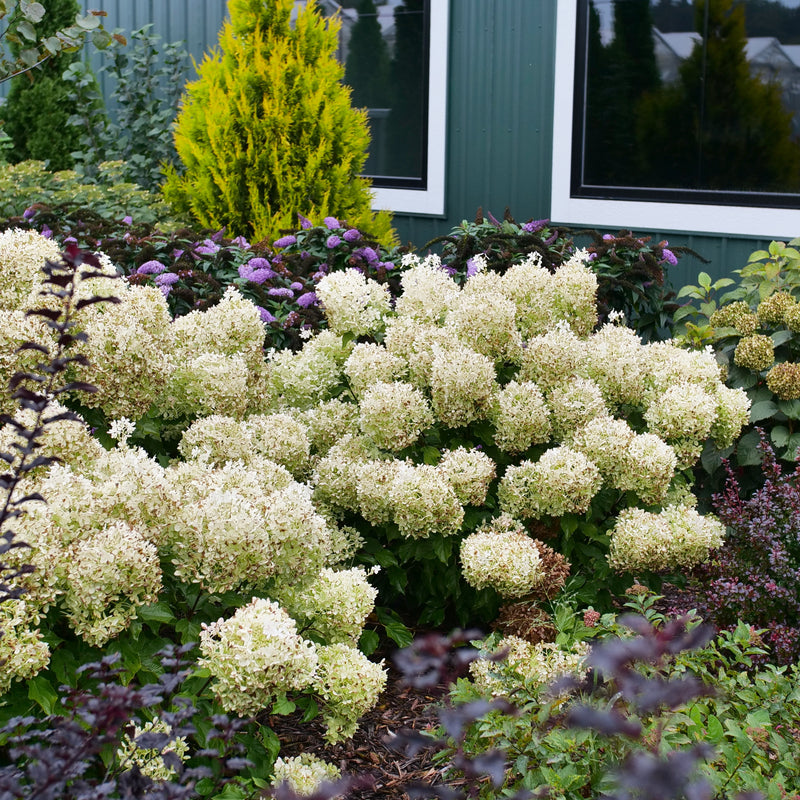 Puffer Fish Puffer Fish Panicle Hydrangea in use.