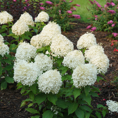 Puffer Fish Puffer Fish Panicle Hydrangea in use.