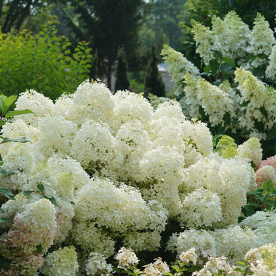 Puffer Fish Puffer Fish Panicle Hydrangea in use.