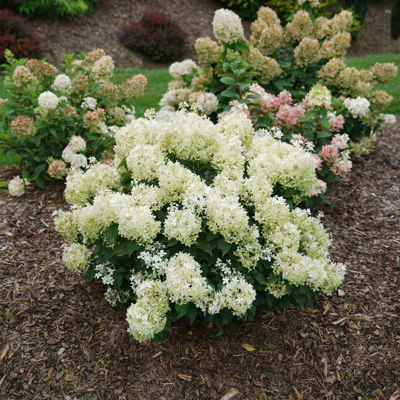 Puffer Fish Puffer Fish Panicle Hydrangea in use.