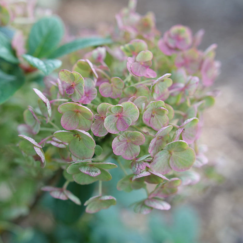 Tiny Quick Fire Tiny Quick Fire Panicle Hydrangea up close.