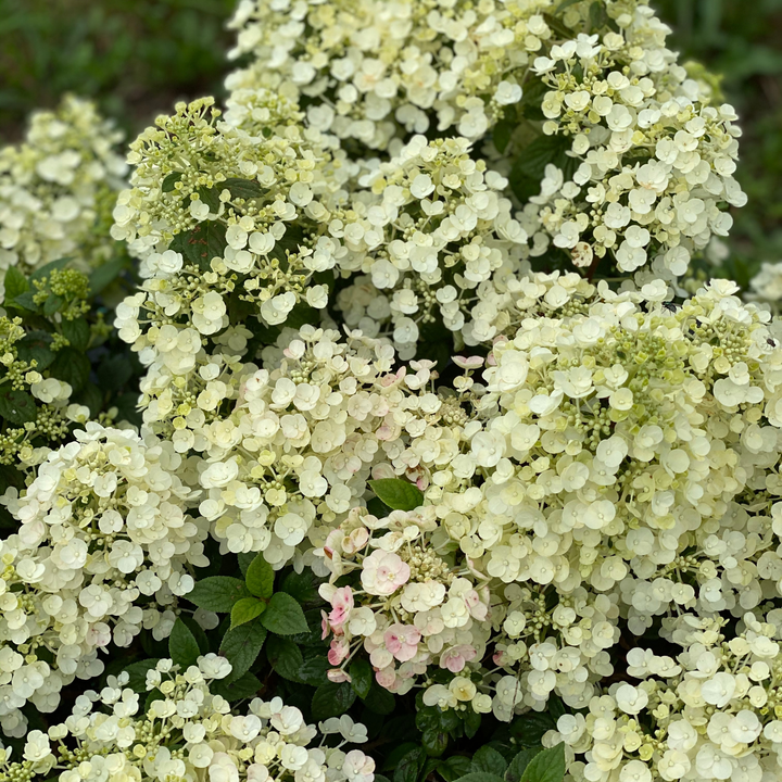 Tiny Quick Fire® Panicle Hydrangea (paniculata)