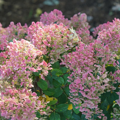 Tiny Quick Fire Tiny Quick Fire Panicle Hydrangea up close.