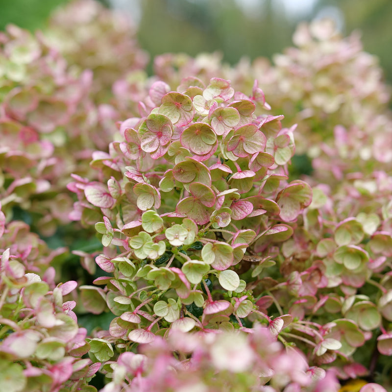 Tiny Quick Fire Tiny Quick Fire Panicle Hydrangea up close.