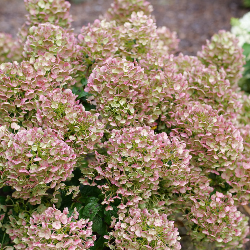 Tiny Quick Fire Tiny Quick Fire Panicle Hydrangea in focus.