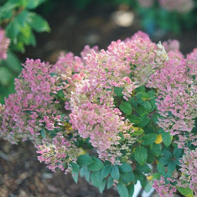 Tiny Quick Fire Tiny Quick Fire Panicle Hydrangea in focus.