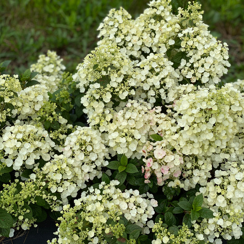 Tiny Quick Fire Tiny Quick Fire Panicle Hydrangea in focus.