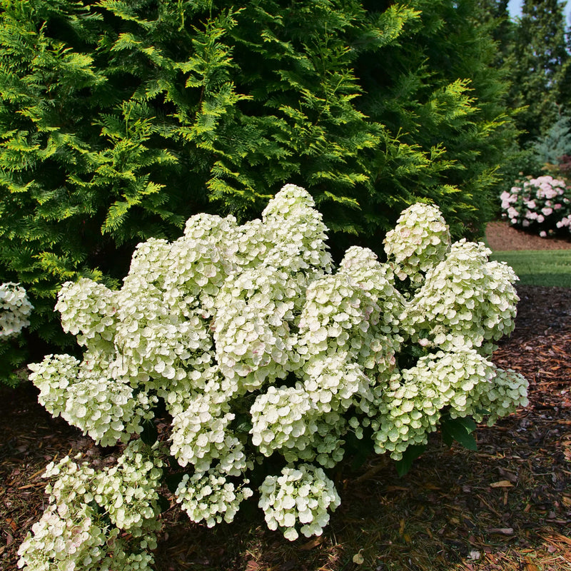 Tiny Quick Fire Tiny Quick Fire Panicle Hydrangea in use.