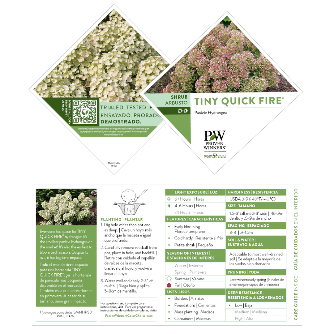Panicle Hydrangea | Tiny Quick Fire®