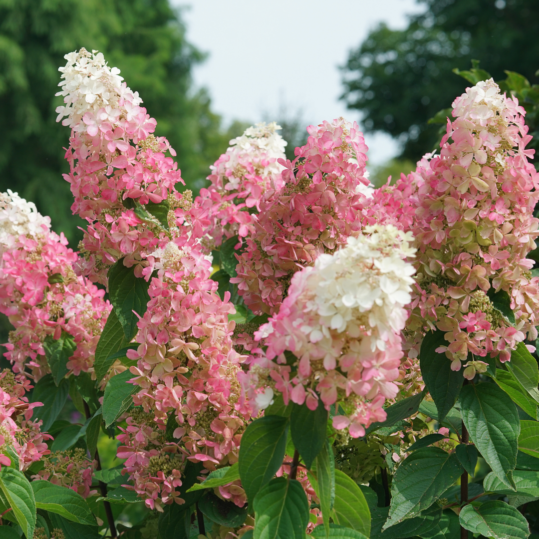 Hydrangea4936ページ Panicle Hydrangea | Pinky Winky Prime® | Proven Winners® Shrubs