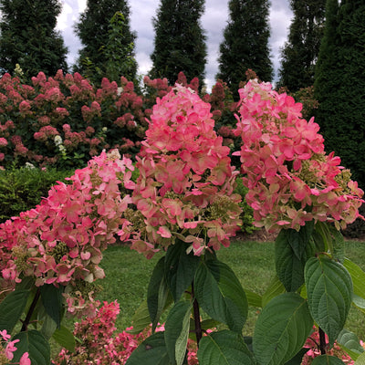 Pinky Winky Prime Pinky Winky Prime Panicle Hydrangea up close.