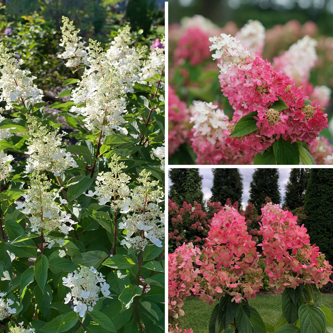 Hydrangea4936ページ Panicle Hydrangea | Pinky Winky Prime® | Proven Winners® Shrubs