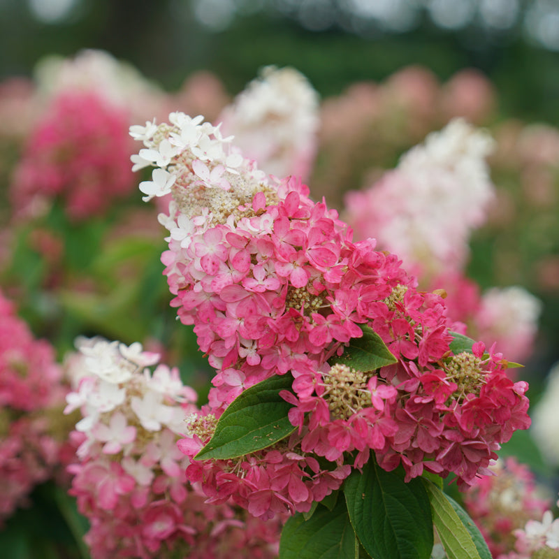 Pinky Winky Prime Pinky Winky Prime Panicle Hydrangea up close.