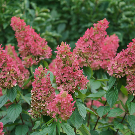 Pinky Winky Prime® Panicle Hydrangea (paniculata)