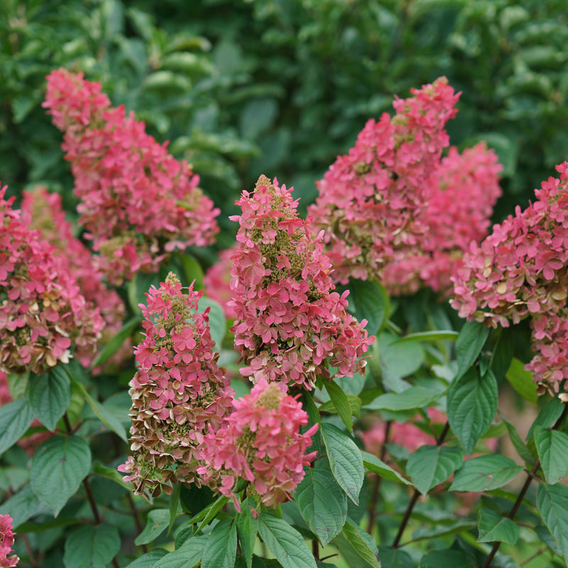 Pinky Winky Prime Pinky Winky Prime Panicle Hydrangea up close.