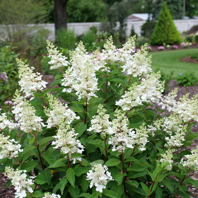 Pinky Winky Prime Pinky Winky Prime Panicle Hydrangea in focus.