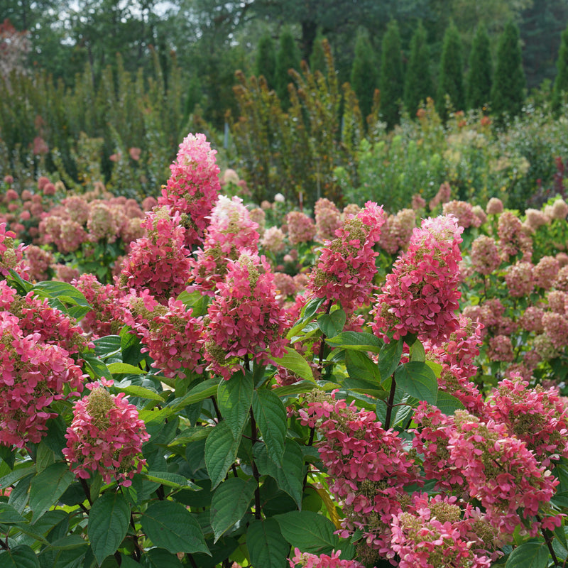 Pinky Winky Prime Pinky Winky Prime Panicle Hydrangea in use.