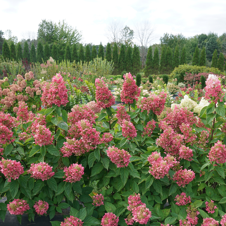 Pinky Winky Prime® Panicle Hydrangea (paniculata)