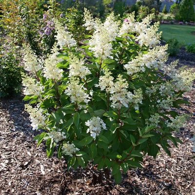 Pinky Winky Prime® Panicle Hydrangea (Hydrangea paniculata)