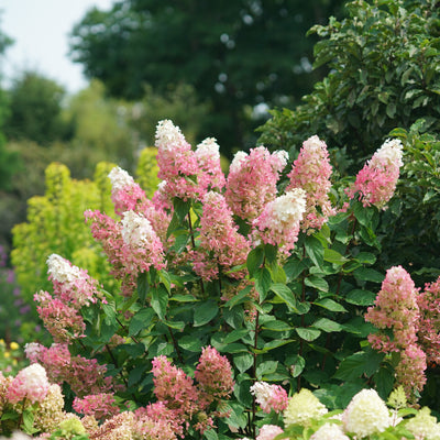 Pinky Winky Prime Pinky Winky Prime Panicle Hydrangea in use.