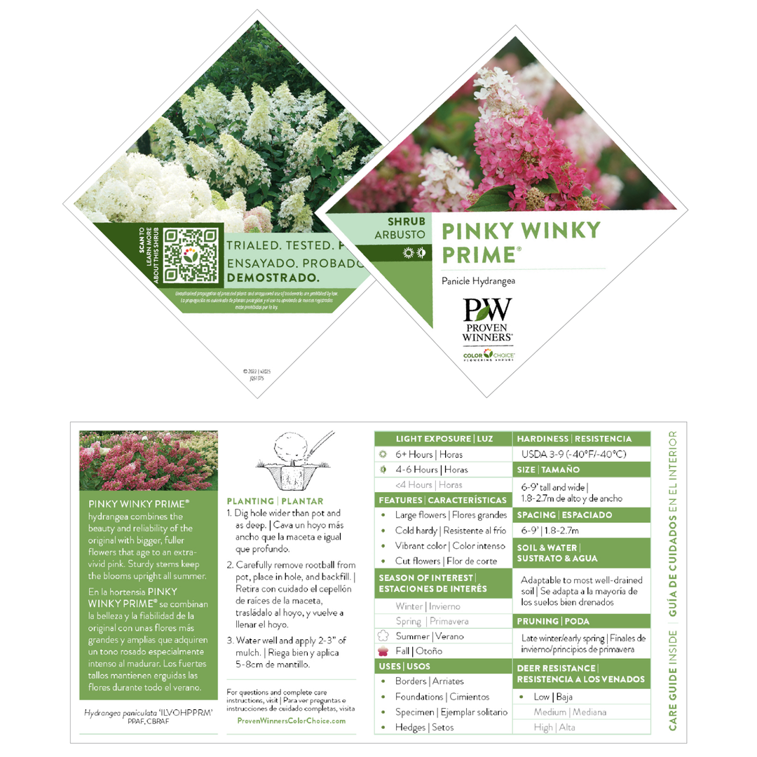 Hydrangea4936ページ Panicle Hydrangea | Pinky Winky Prime® | Proven Winners® Shrubs