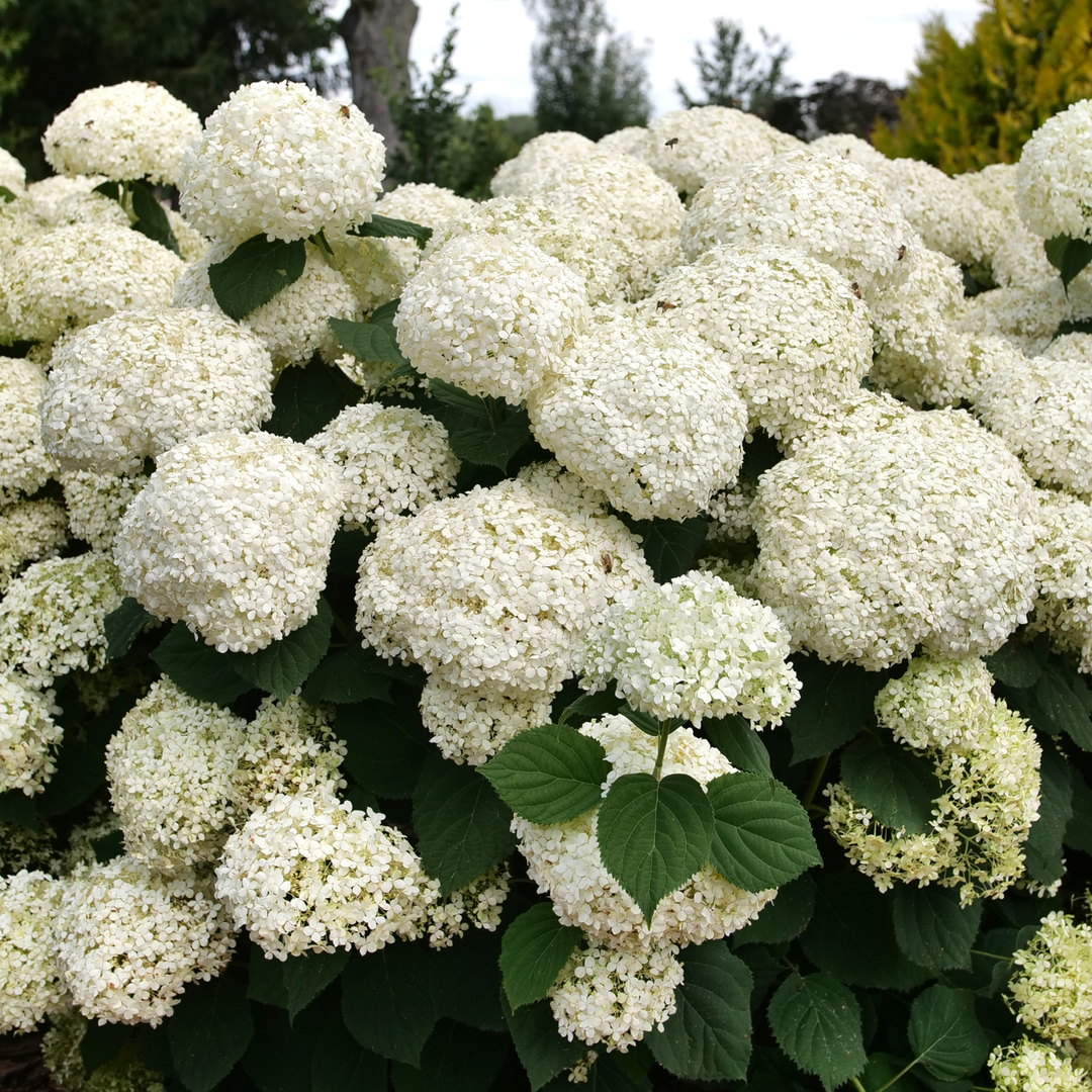 Smooth Hydrangea | Incrediball Storm Proof™ | Proven Winners