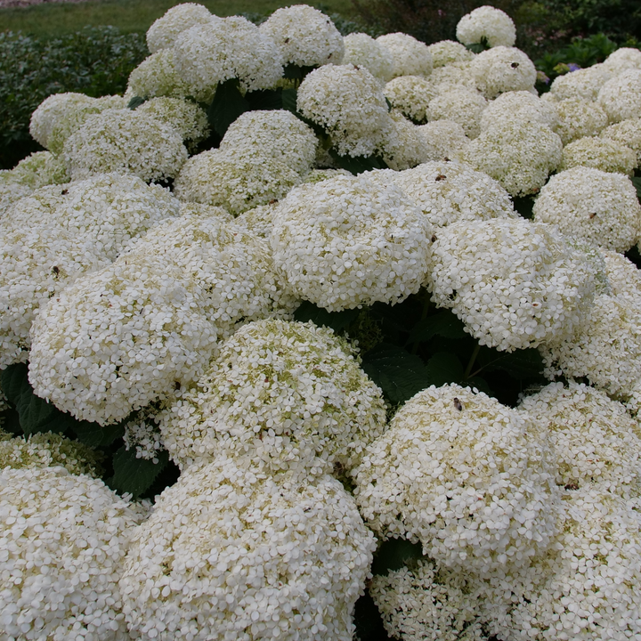 Smooth Hydrangea | Incrediball Storm Proof™ | Proven Winners