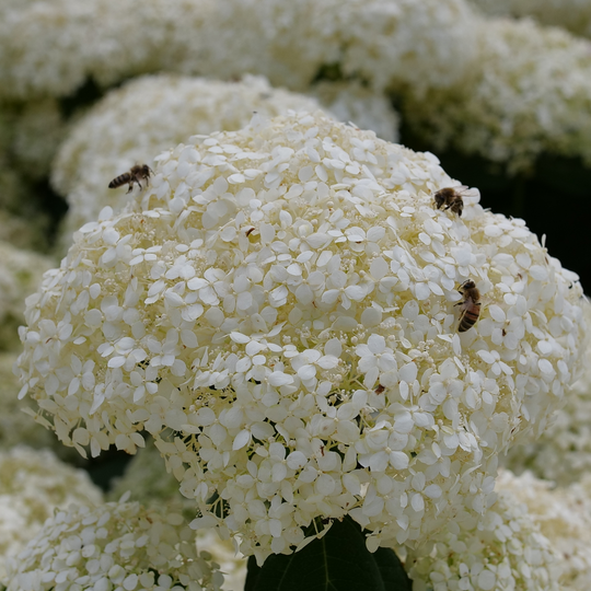 Incrediball Storm Proof™ Smooth Hydrangea (arborescens) | Proven Winners® New Variety 2026