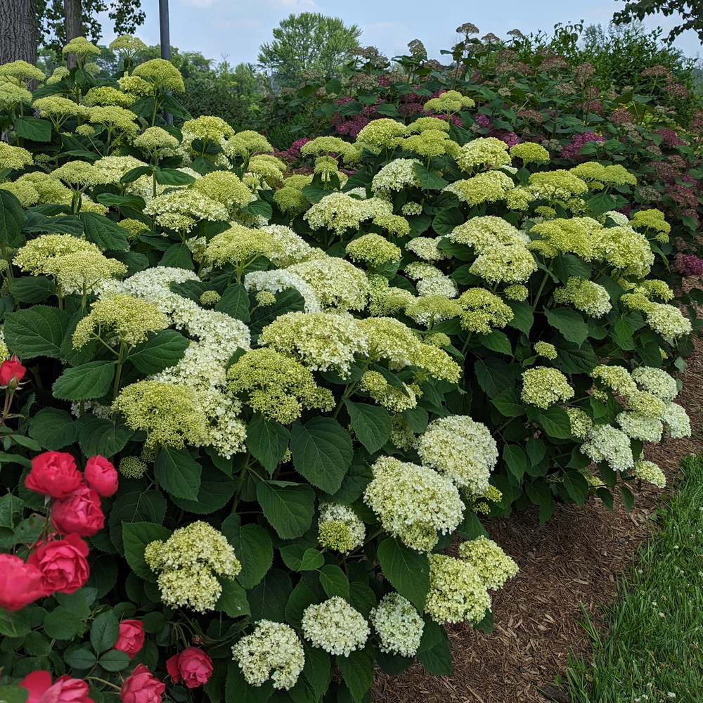 Incrediball Storm Proof Incrediball Storm Proof smooth hydrangea in use.