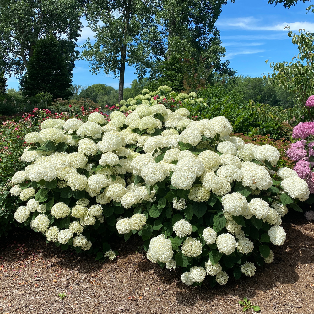Incrediball Storm Proof Incrediball Storm Proof smooth hydrangea in use.
