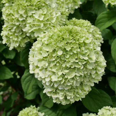 Powerball Powerball panicle hydrangea up close.