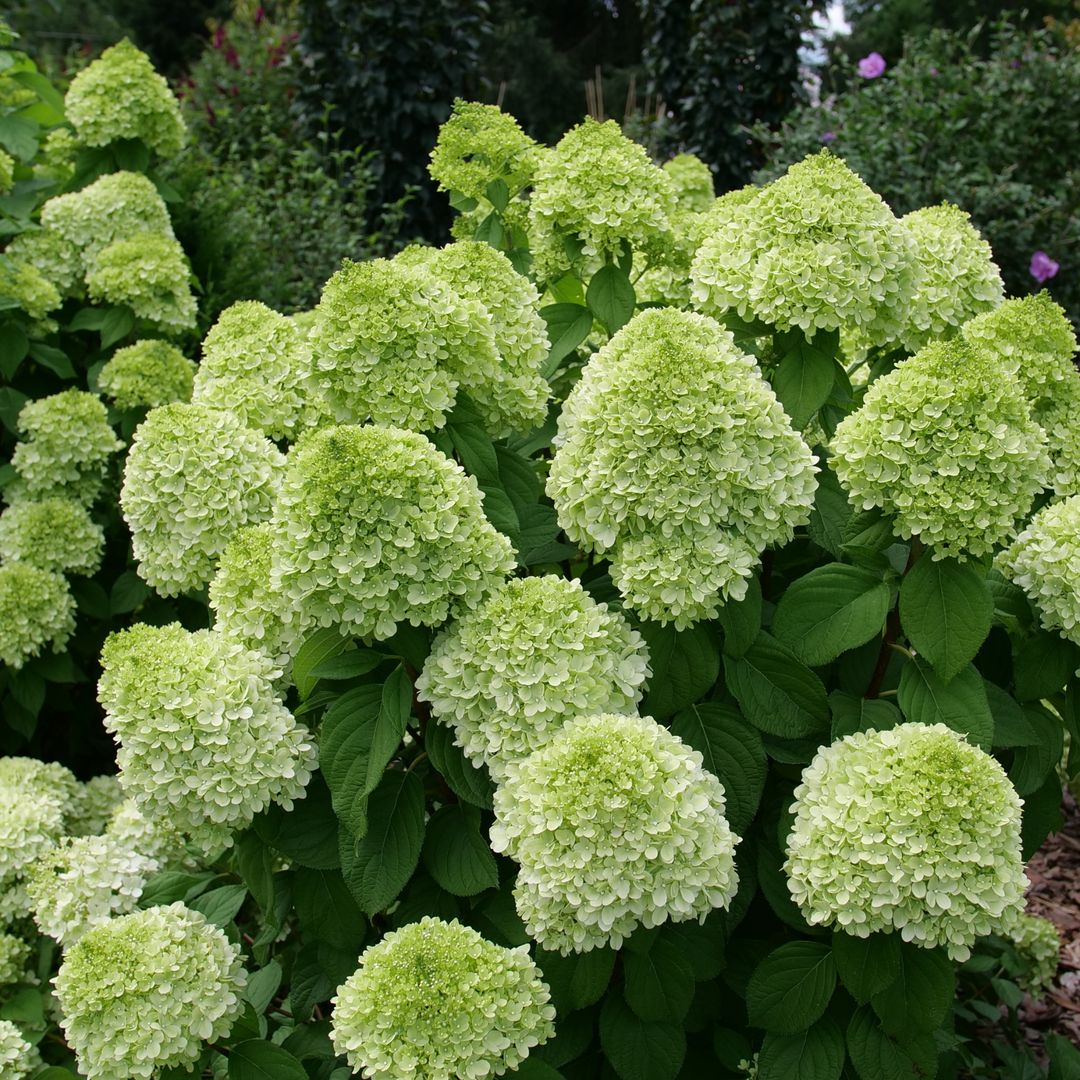 Panicle Hydrangea | Powerball® | Proven Winners® Shrubs – Proven