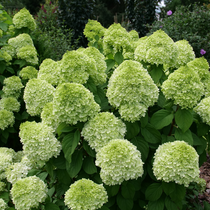 Hydrangea4936　0705 Panicle Hydrangea | Powerball® | Proven Winners® Shrubs – Proven
