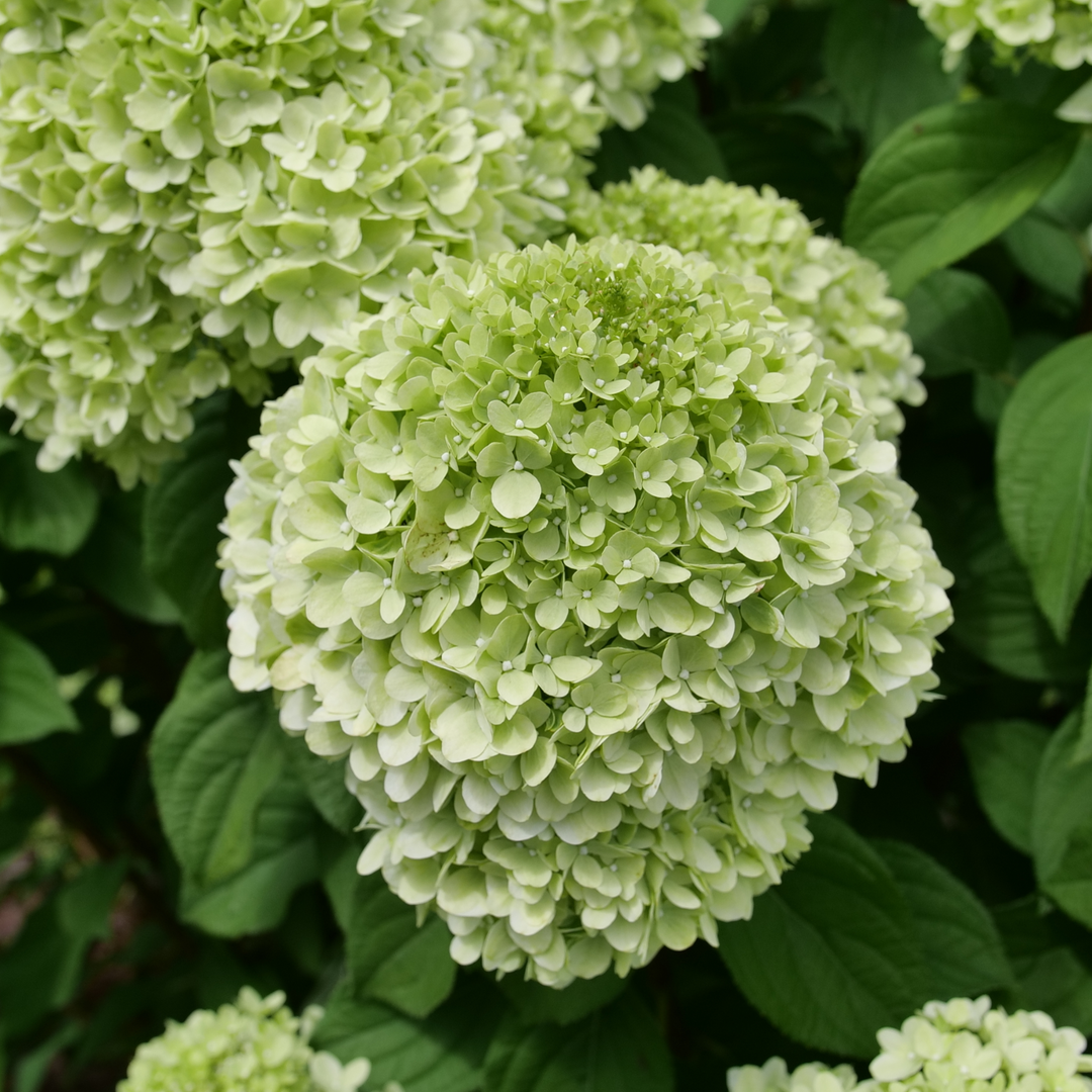 Hydrangea4936ページ HYDPRC126-CloseUp-3_1080x.png?