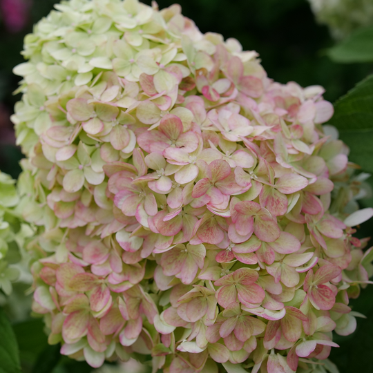 Powerball™ Panicle Hydrangea (Paniculata) | Proven Winners® New Variety 2026
