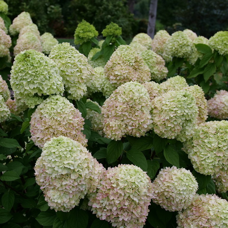 Powerball Powerball panicle hydrangea in focus.